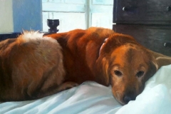Dog Portrait